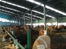 Systemy hodowli bydła