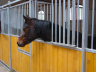 Boksy stajenne