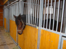 Boksy stajenne