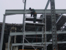 Dairy plants