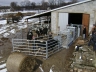System weterynaryjno-selekcyjny dla bydła opasowego