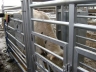 System weterynaryjno-selekcyjny dla bydła opasowego