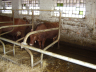 barns modernisation